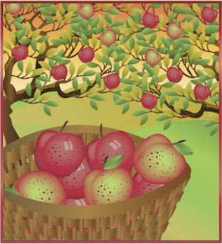 Apple Harvest