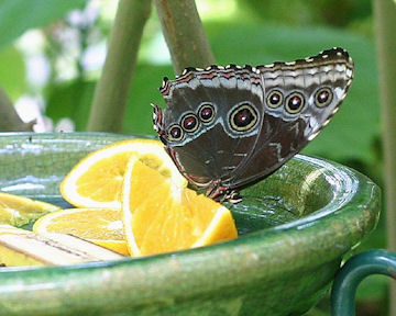 Orange and Butterfly